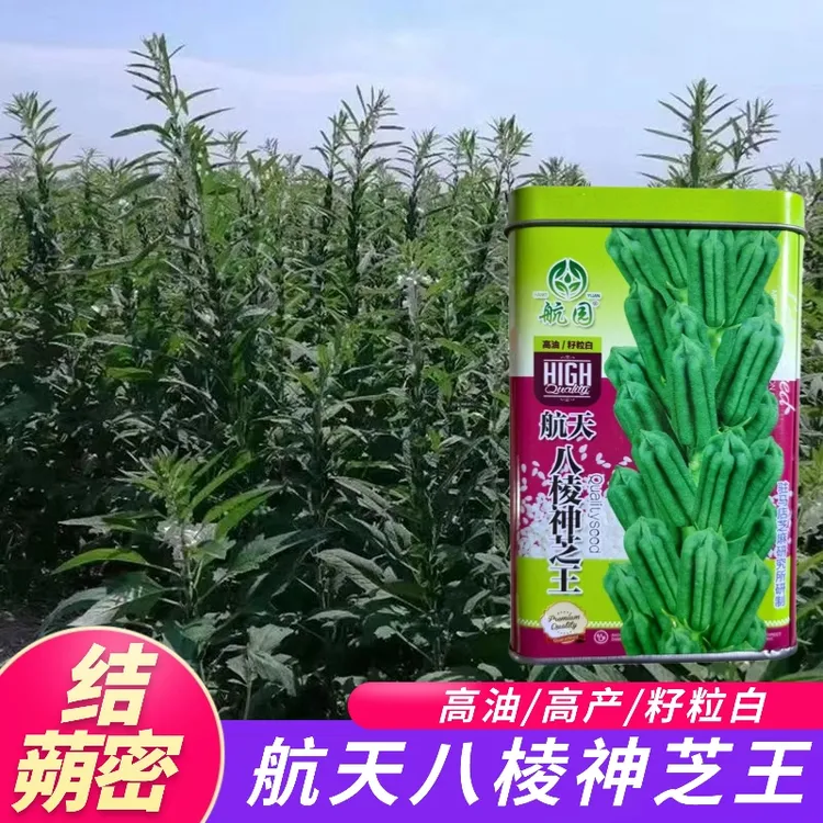 八棱白芝麻种子航天八棱神芝高杆高产结蒴密抗倒伏白芝麻种籽