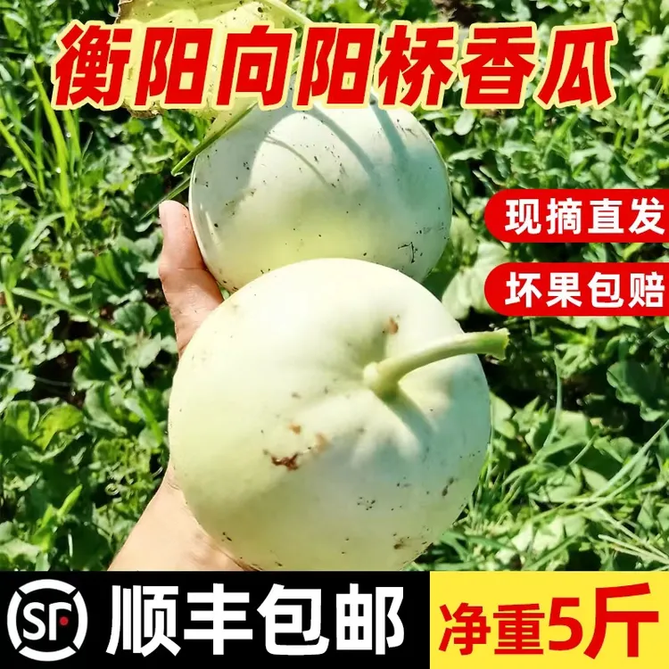 【达人专属】【顺丰包邮】衡阳向阳桥香瓜甜瓜露天种植香甜脆5斤装