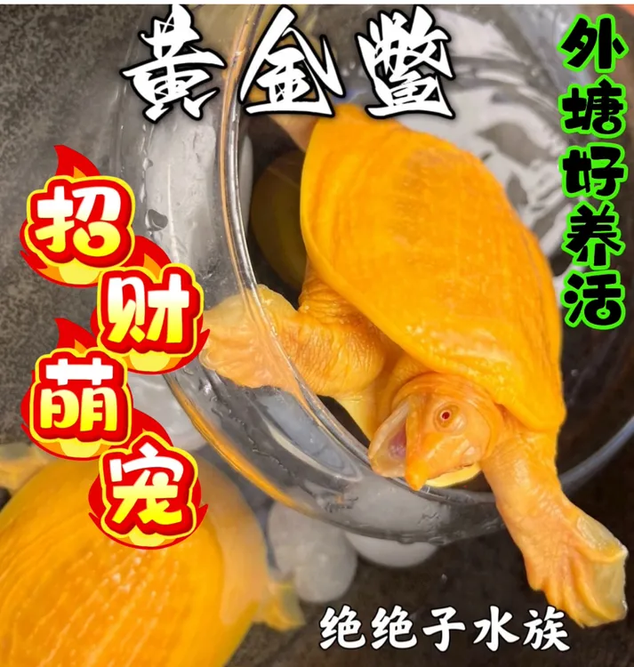 【招财萌宠】天然变异红眼黄金甲鱼团鱼鱼缸观赏水池混养可爱黄金鳖