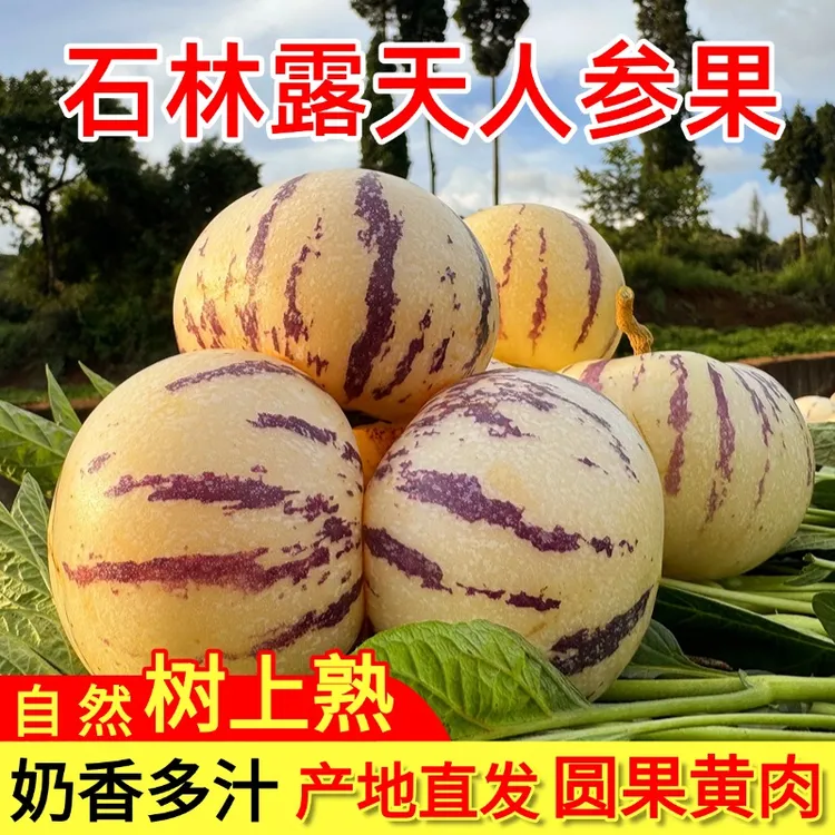 【新客优惠】正宗云南黄肉水果现摘新鲜应季低糖人生果整箱批发