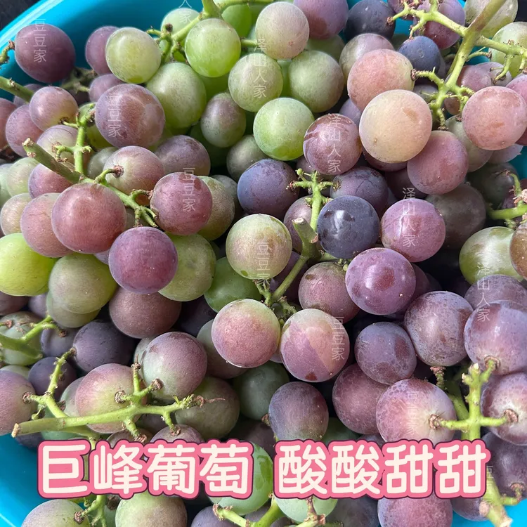 正宗大泽山巨峰葡萄顺丰发货新鲜采摘孕妇水果大泽山葡萄