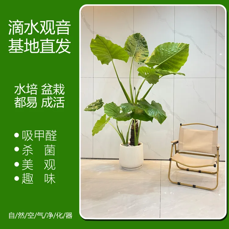 易养活霸王芋大型绿植盆栽可水培土栽适合盆景直播盆景直播间