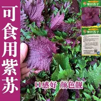 【满五包包邮】四季食用紫苏种子紫苏籽种子香菜种紫苏四季种植阳籽