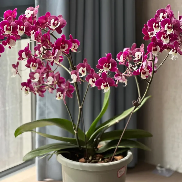 3.0寸久久团圆无花无剑仅苗