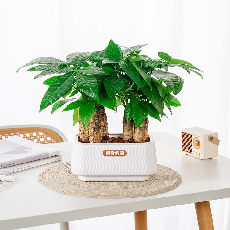 【花伴水】六颗发财树盆栽室内观叶耐旱易养活绿色盆栽