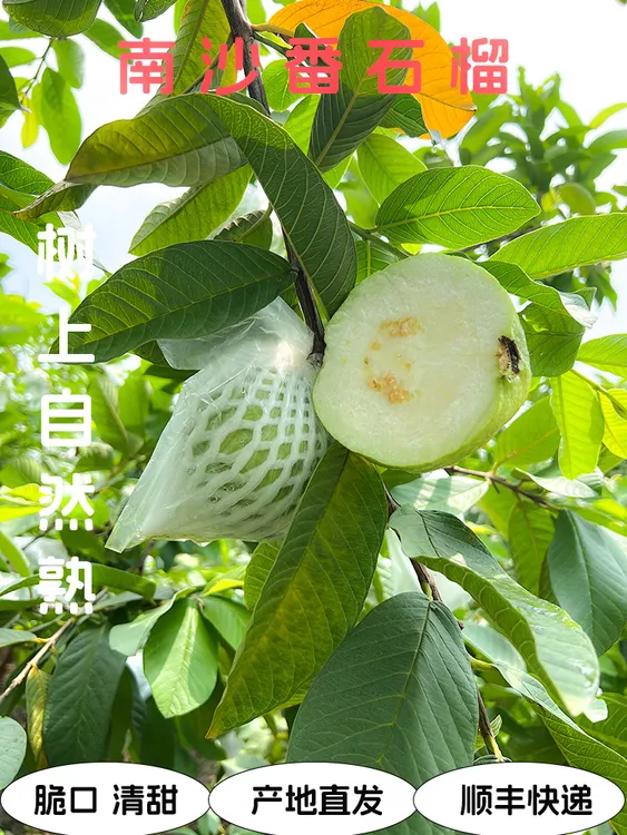 南沙万顷沙新鲜现摘清甜脆口白心番石榴芭乐低糖低卡高维c水果