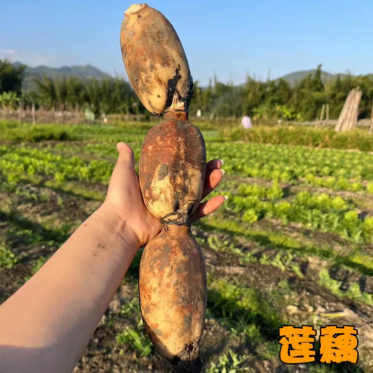 西胪咸水莲藕【京东快递/广东省内包邮】潮汕本地西胪莲藕现摘现发