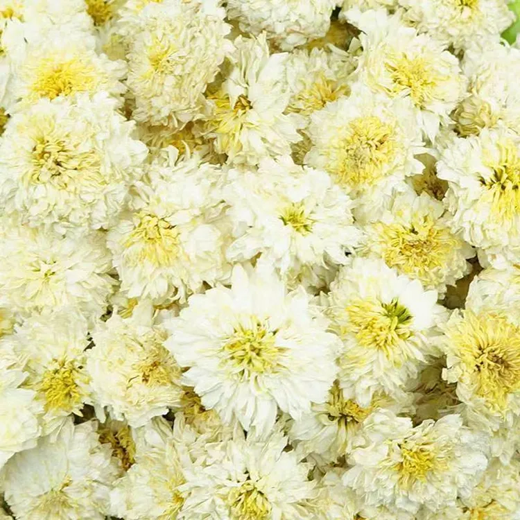 正宗贡菊白菊花新货甜味黄山贡菊散装