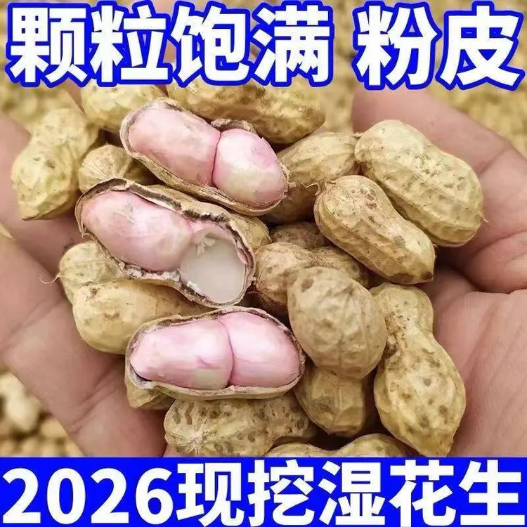 当季新鲜湿花生生花生5斤现挖带壳带泥粉皮白衣可水煮脆嫩甜现挖商品图