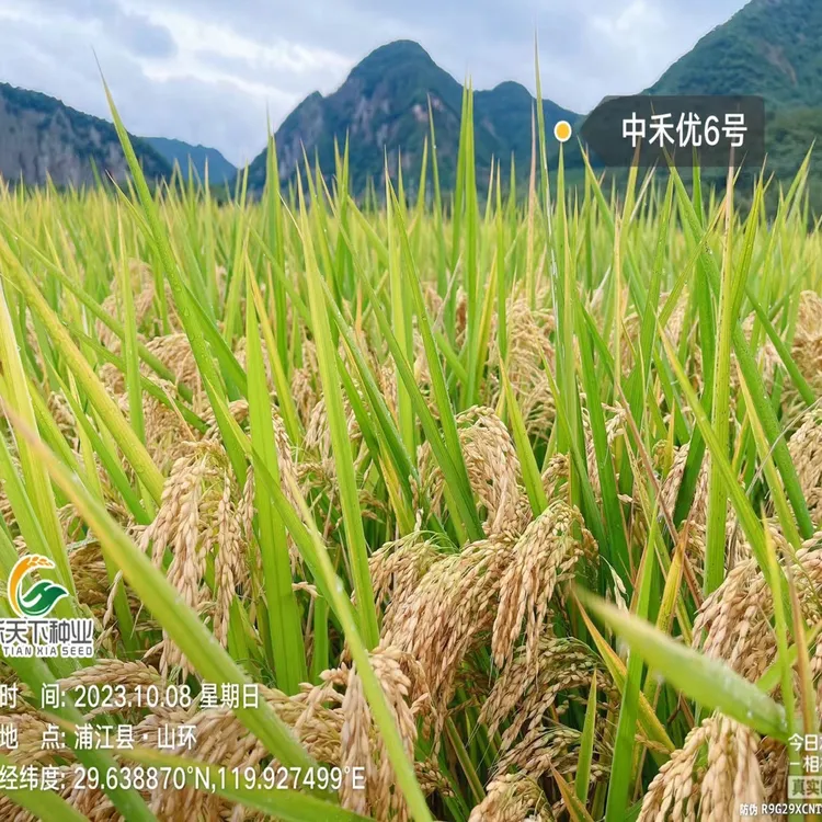 中禾优6号超级杂交长粒粳稻，亩用种4.5斤2斤每件起拍价格