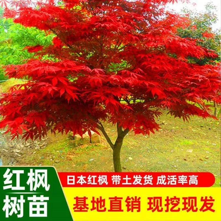 正宗红枫树四季红红枫叶树苗原生中国红枫日本红枫庭院风景树耐寒