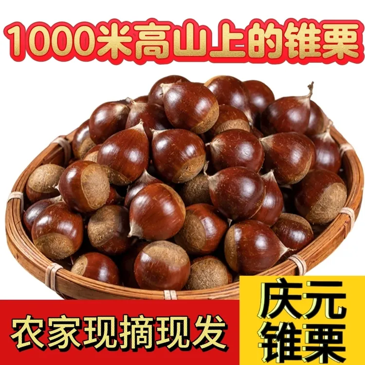 庆元高山锥栗新鲜发货现摘现发处高山处暑红锥栗农家种植圆板