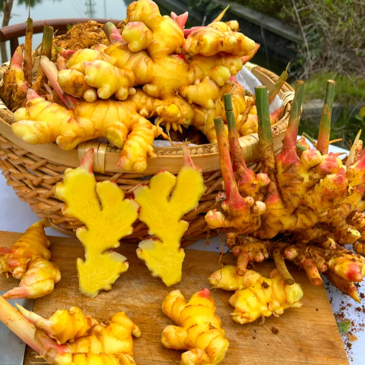 云南新鲜小黄姜现挖嫩姜老姜香味浓郁辛辣够味