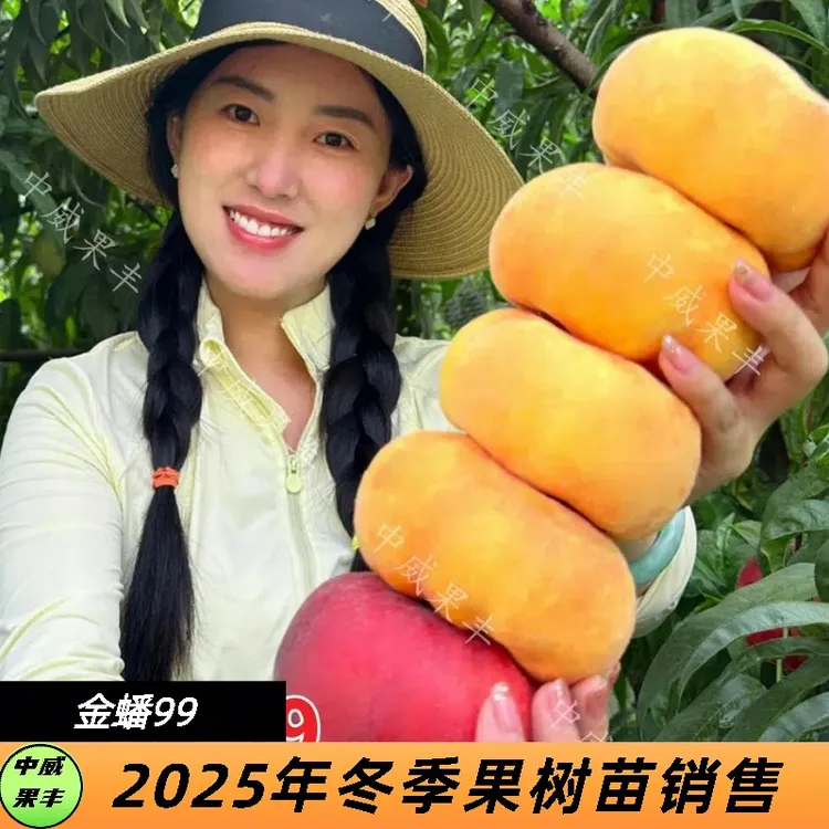 金蟠99特早熟黄毛蟠 6月上旬成熟 不裂果不炸核口感香甜