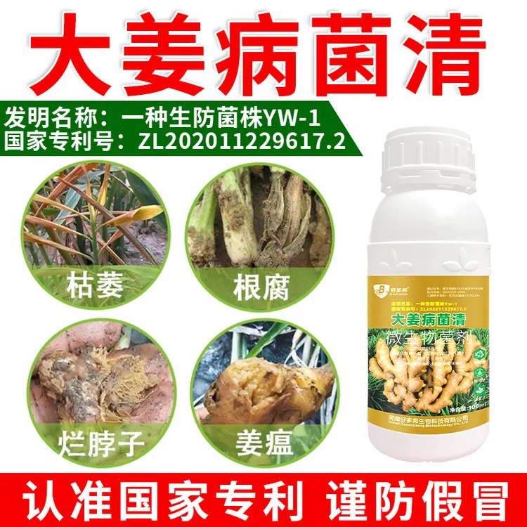 大姜病菌清国家专利技术配方升级姜瘟炭疽烂脖子清菌广微生物菌剂