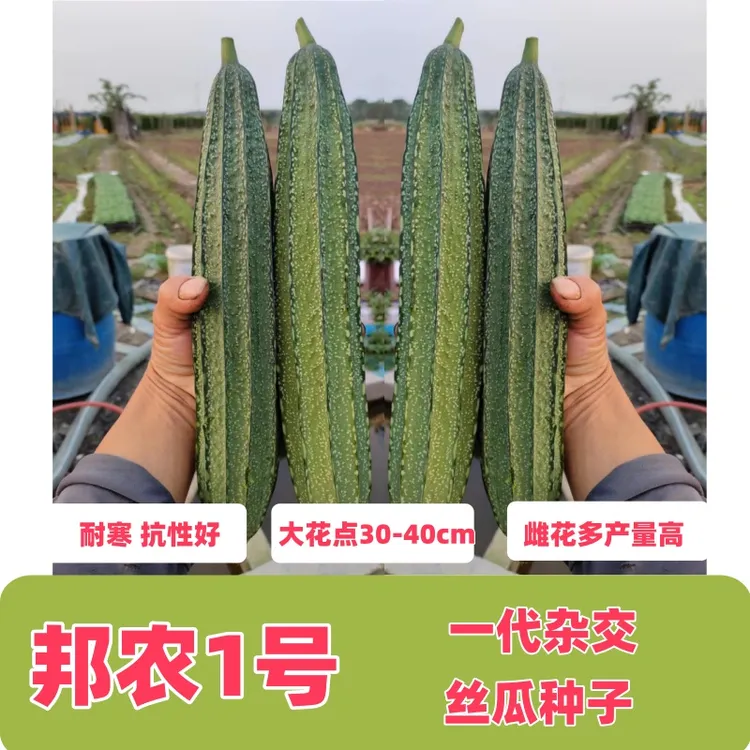 邦农1号耐寒丝瓜种子高产大花点坐果率高花色好10g装