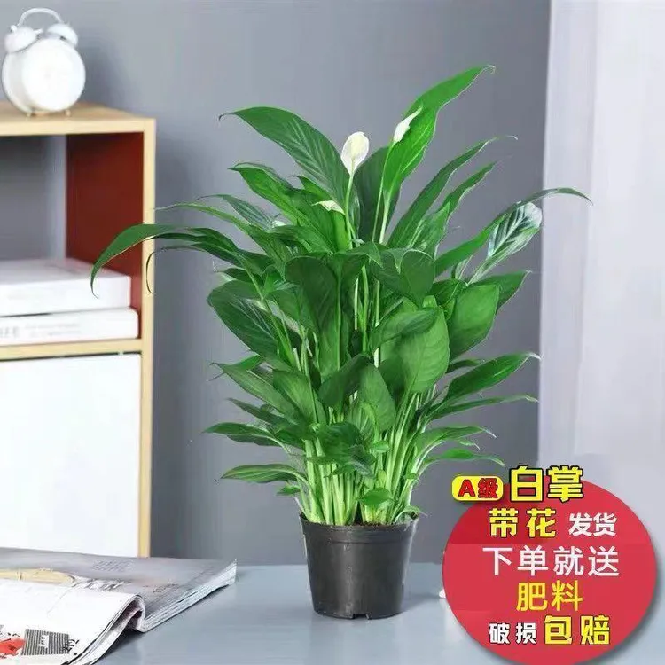 白掌盆栽一帆风顺美酒白鹤芋花卉室内客厅办公室净化空气防辐射绿