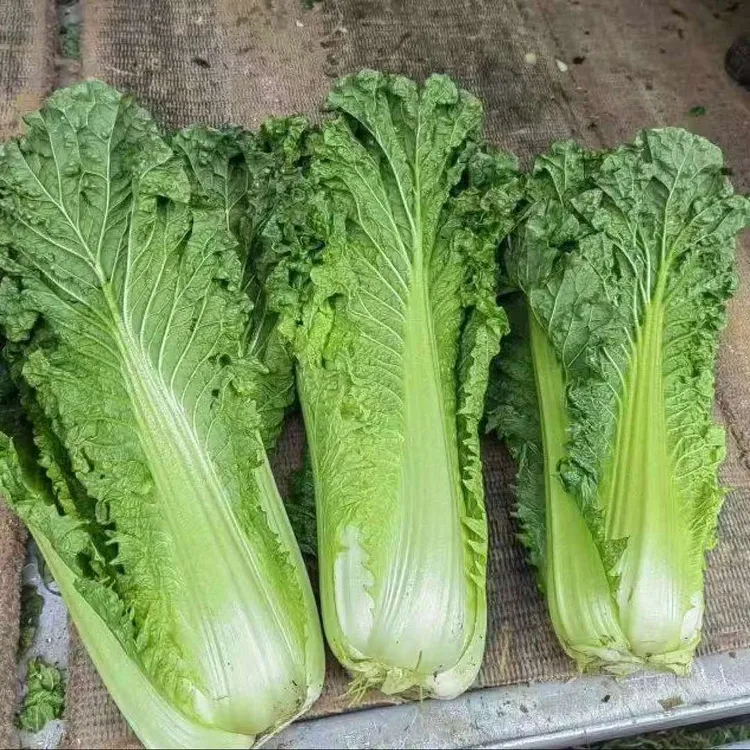 贵州高山露天生长新鲜青口白麻叶菜当季绿色霜打蔬菜农家菜秋绿菜