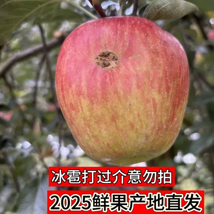 当季瑕疵果，头茬鲜果脆甜多汁高山种植产地直发