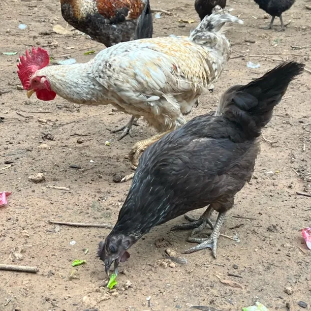 鱼爸鱼妈农场-散养土公鸡、土母鸡