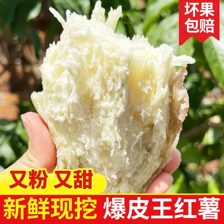 【新薯上市】正宗高州爆皮王番薯当季新鲜现挖白心板栗红薯粉糯香甜