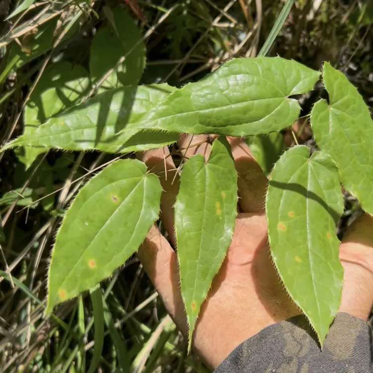 三只九一草贵州深山野生九叶草