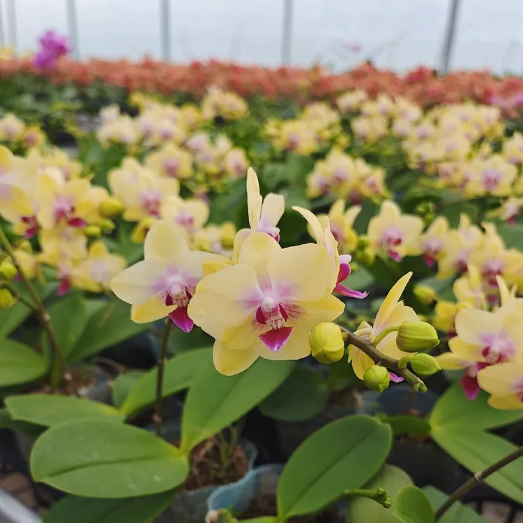 【西西家】蝴蝶兰  沃尔基拉3.0+（不售后，请谨慎下单！）