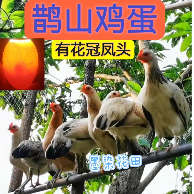 顺丰包邮鹊山鸡蛋有凤头花冠散养现捡现发