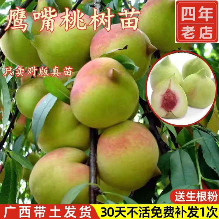 桃子苗树广东连平鹰嘴桃树果苗嫁接矮化果树盆栽带土果苗南北方种