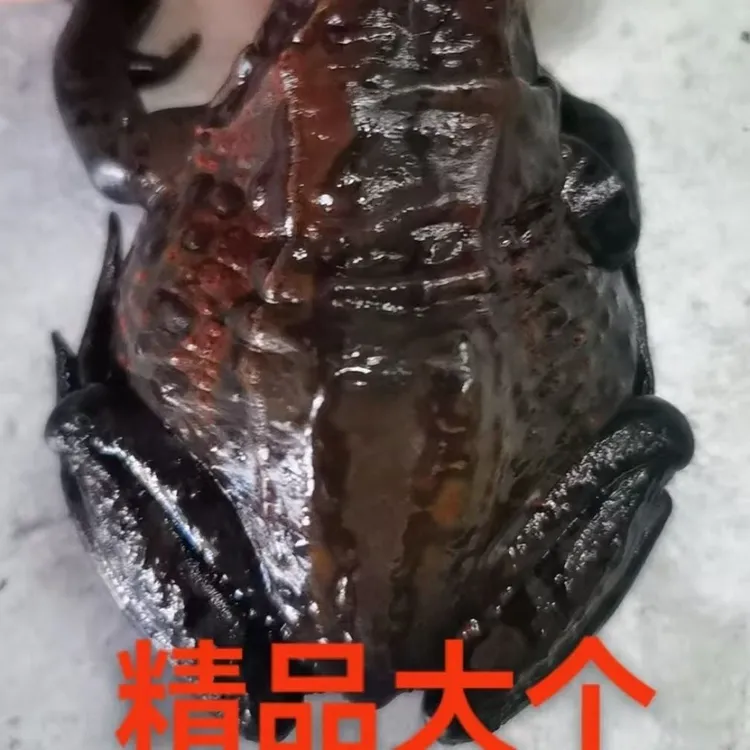 顺丰发东北鲜活林蛙红肚皮哈士蟆草蛤蟆母豹子满油满籽母蛤蟆