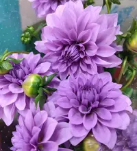 【李先生】紫罗兰~小丽花室内观赏花带花带花苞