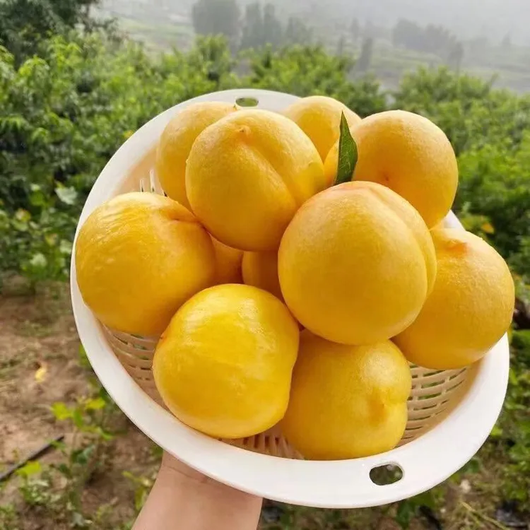 新鲜应季蒙阴黄桃脆甜多汁果园直发包邮正宗蒙阴黄黄桃山东蒙阴