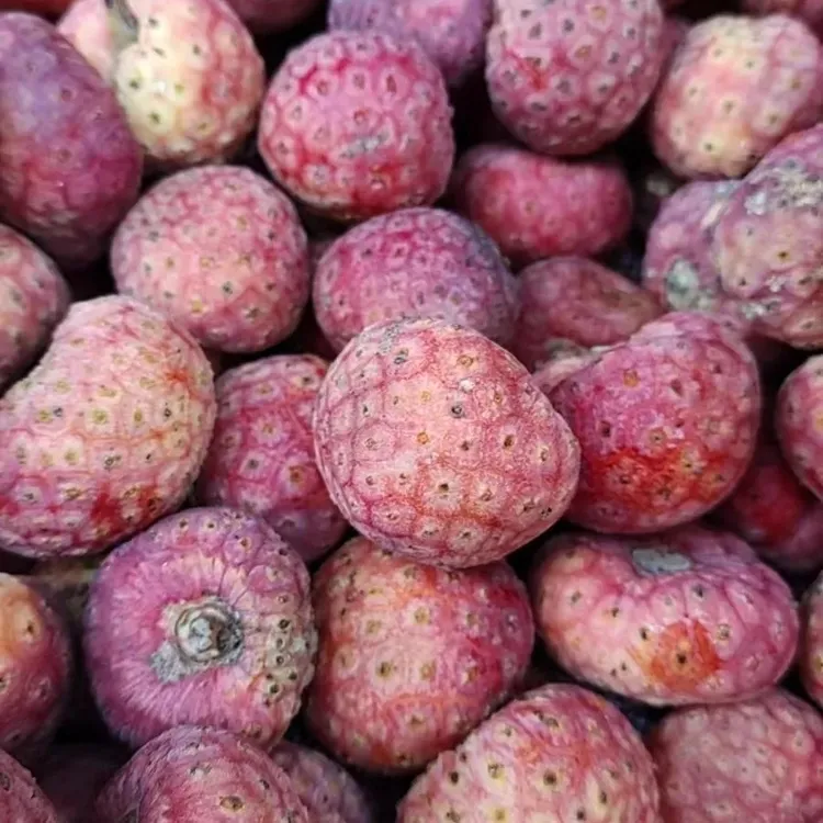 云南野生鸡嗉子水果，四照花果实，山荔枝，打虫果