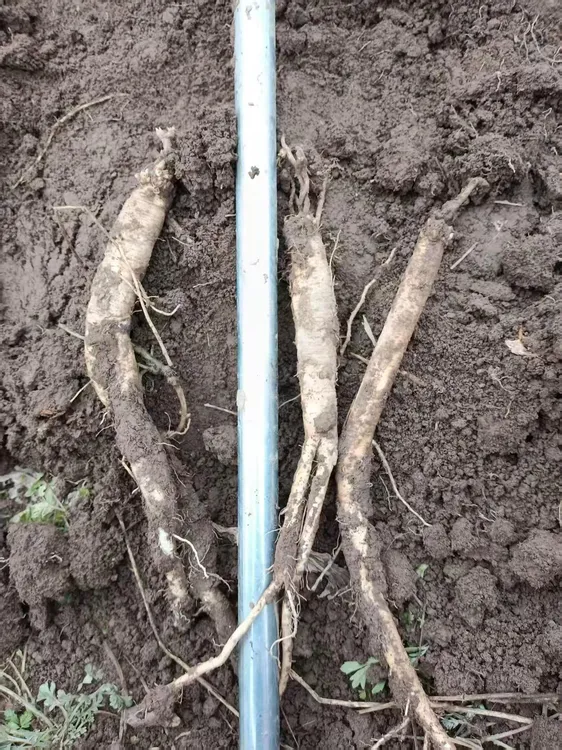 甘肃高海拔生长白条党参新鲜现挖带土营养丰富可煲汤泡水