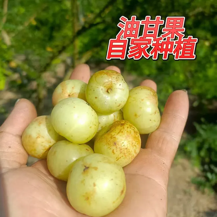 潮汕甜油甘果丙甜崩坎柿饼油柑余甘果牛油果孕妇水果新鲜当季新果