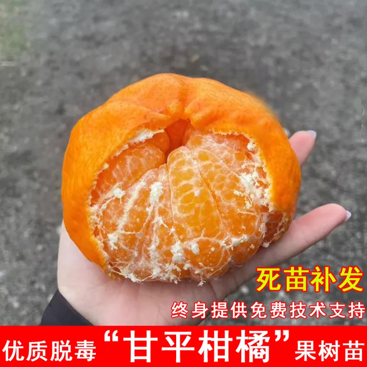 甘平柑橘苗嫁接爱媛34号象山红美人桔子树苗南方北方种植当年结果