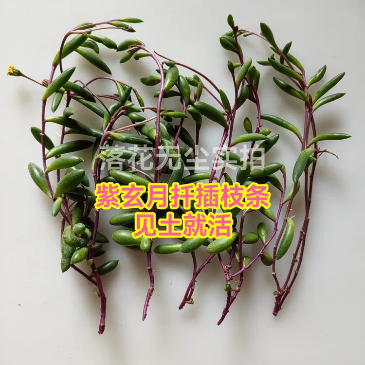 紫玄月扦插枝条盆栽室内外绿植垂吊植物阳台四季好养易活黄花新月