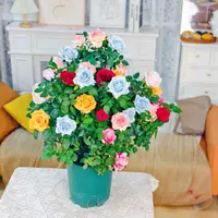 【多色月季花高度50-60】混色玫瑰开花绿植2-6个颜色带花苞发