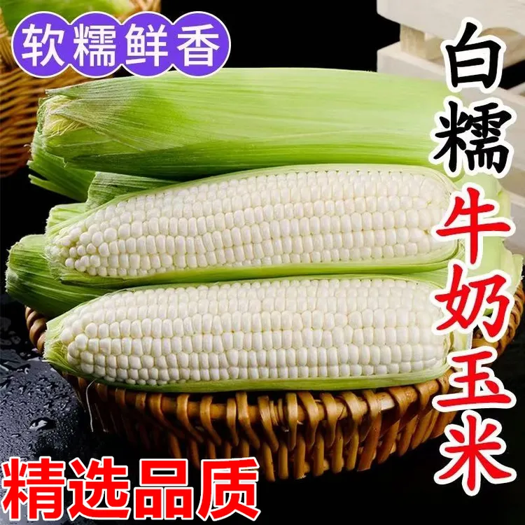 【带皮现摘】广西白糯玉米5斤/8斤装紫皮白糯玉米现发新鲜玉米花糯