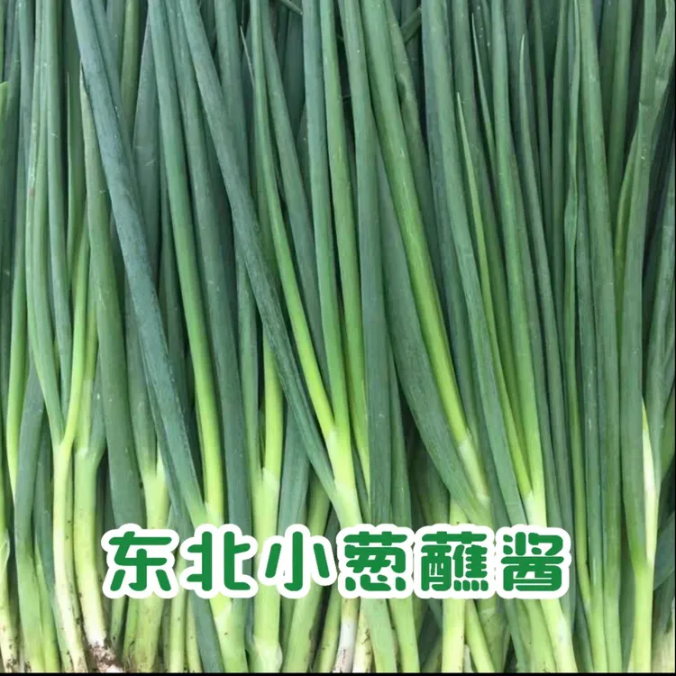 东北农家自种小葱顺丰包邮新鲜到家蘸酱菜神器