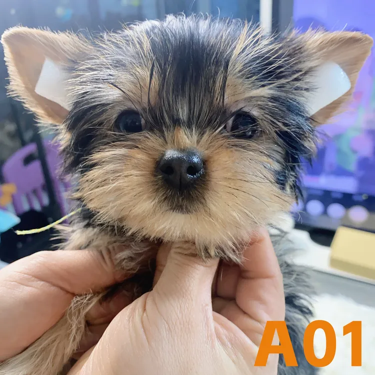 约克夏幼犬 小体妹妹 四月龄 银背