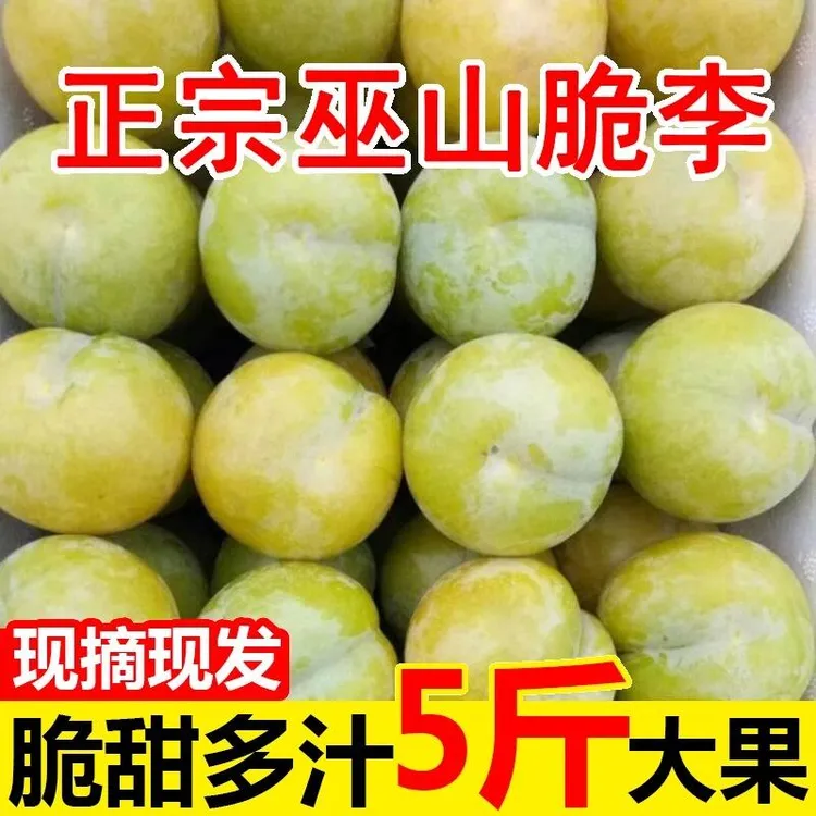 四川正宗青脆李脱骨李冰糖李脆甜爆汁土李子汶川青脆李子包邮