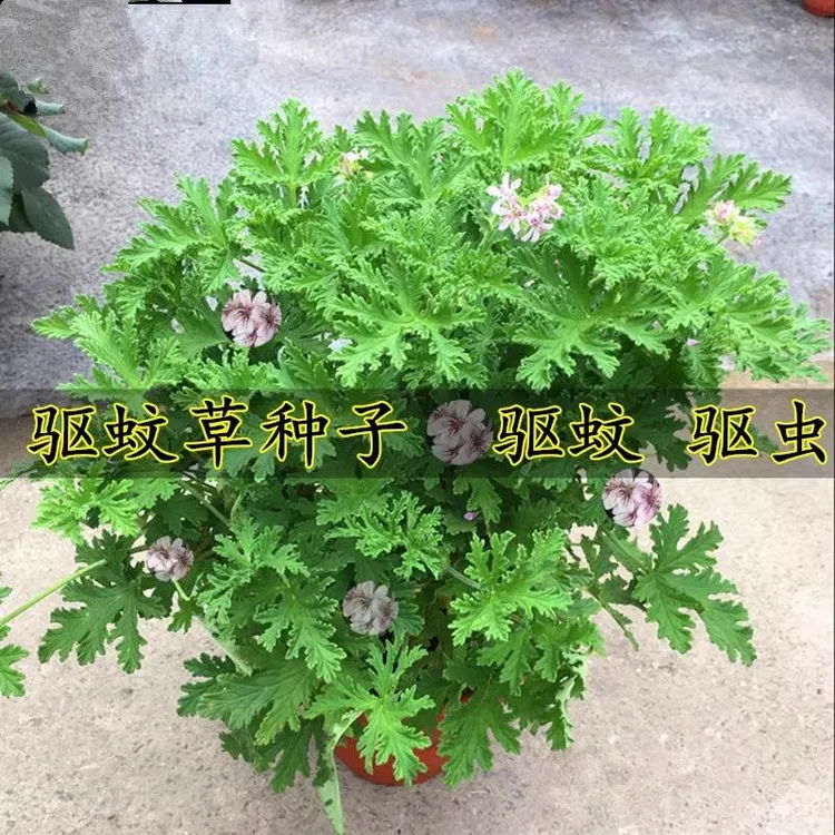 驱蚊草植物室内外阳台庭院薄荷盆栽防蚊虫神器四季种植好养绿植苗