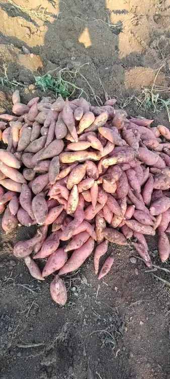 【产地直销】新鲜红薯红心蜜薯拇指大小蒸着吃煮着吃特色蔬菜正宗