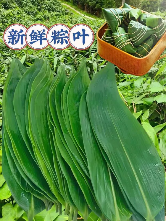 新鲜【大号】生粽叶真空包装粽子专用叶子每包50±2片左右