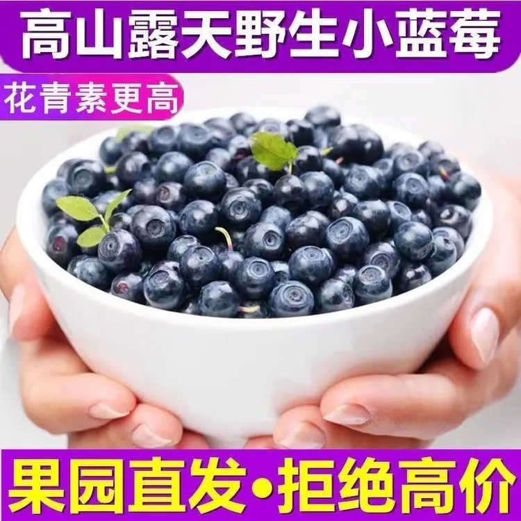 四川大凉山高山新鲜蓝莓现摘当季水果宝宝辅食酸甜口感