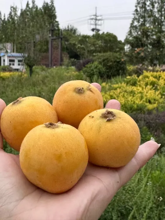 【48颗特大果3斤】苏州白玉枇杷多肉多汁现采现摘