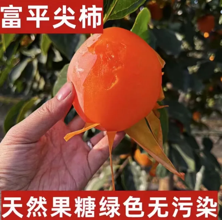 正宗陕西富平尖柿子新鲜柿子现摘现发放软吃皮薄肉厚汁水足