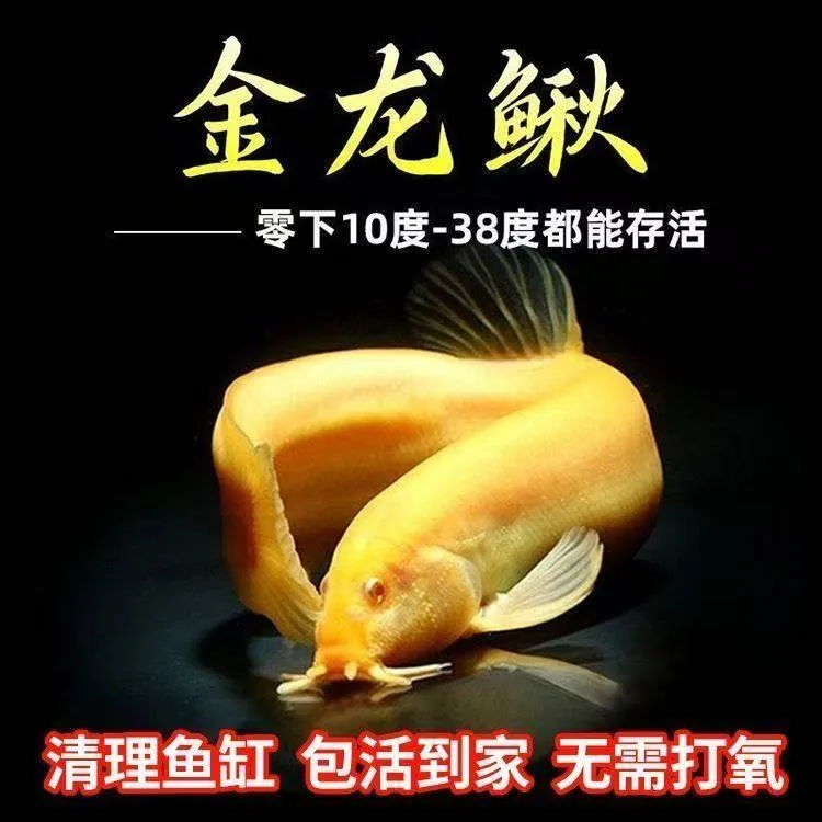 冷水 不打氧 黄金泥鳅 观赏鳅 清洁鱼缸 耐高温耐低温 好养 耐活