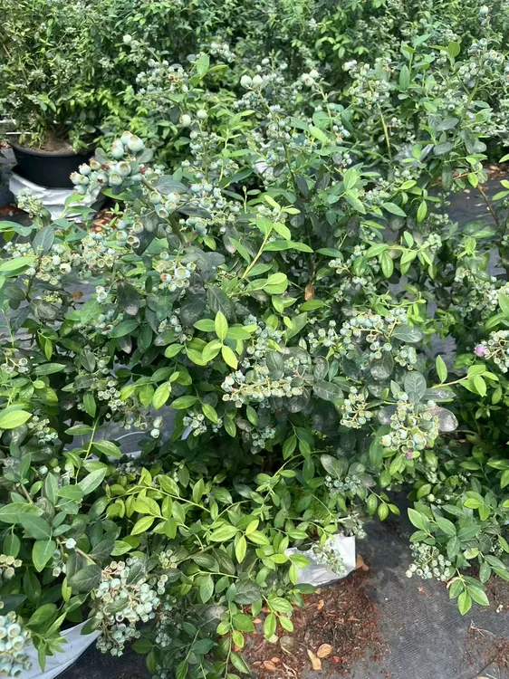 宜宾本地脆甜带果地栽蓝莓树盆栽蓝莓树适合本地室内外小院种植